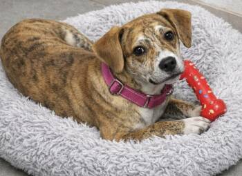Mixed Breed Dogs Available for Adoption - Creme Brulee | PetCurious