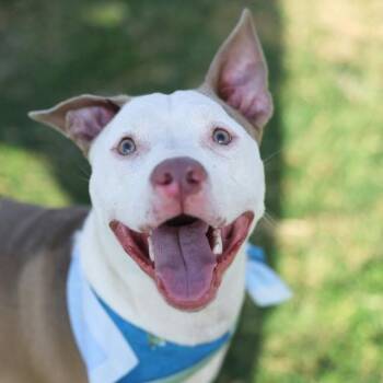 CUTIE PIE -  American Staffordshire Terrier Dog for Adoption in San Antonio, Texas - CUTIE PIE | PetCurious