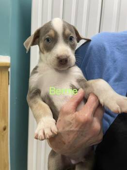 Bernie -  Pit Bull Terrier and Husky Dog for Adoption in Chattanooga, Tennessee - Bernie | PetCurious