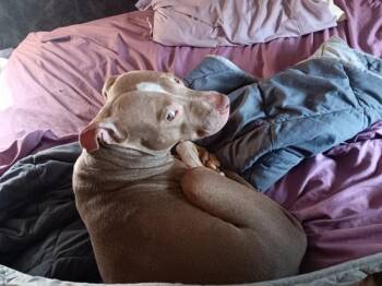 Sadie -  Mixed Breed Dog for Adoption in New York, New York - Sadie | PetCurious