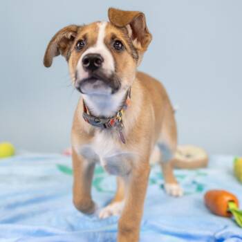 Mixed Breed Dogs Available for Adoption in Portland, Oregon - Chug | PetCurious