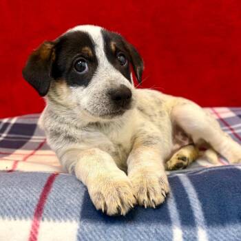 Mixed Breed Dogs Available for Adoption in Pekin, Illinois - Queenie | PetCurious