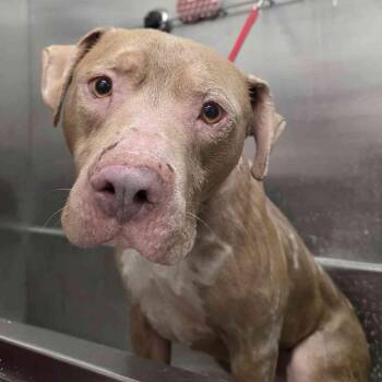 Taz -  Mixed Breed Dog for Adoption in Gloucester, Virginia - Taz | PetCurious