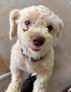 Owen -  Miniature Poodle and Maltipoo Dog for Adoption in Longmont, Colorado - Owen | PetCurious