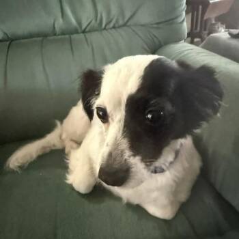 Kevia -  Papillon and Jack Russell Terrier Dog for Adoption in Maitland, Florida - Kevia | PetCurious