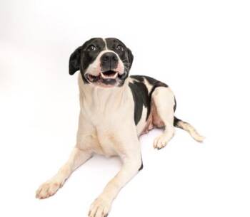 Mixed Breed Dogs Available for Adoption in Fort Worth, Texas - Sylvia | PetCurious