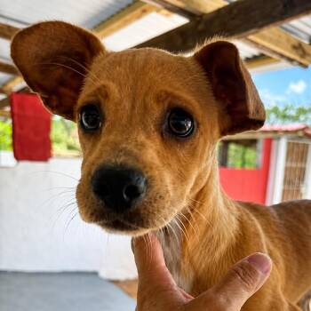 Dachshund and Chihuahua Dogs Available for Adoption in Carmel Hamlet, New York - Tequila | PetCurious