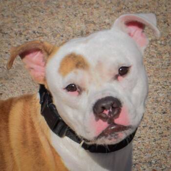 Dwayne -  American Staffordshire Terrier and English Bulldog Dog for Adoption in Huntley, Illinois - Dwayne | PetCurious