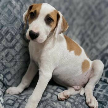 Rescue Hound Dogs for Adoption in Griswold, Connecticut - Honey | PetCurious