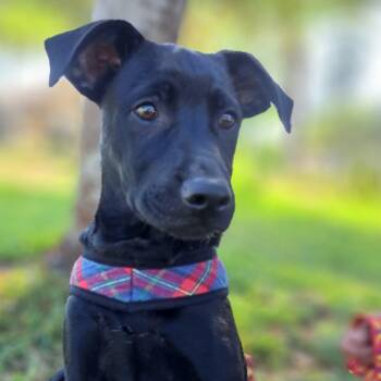 Tuinky -  Labrador Retriever and Terrier Dog for Adoption in Santa Ana, California - Tuinky | PetCurious