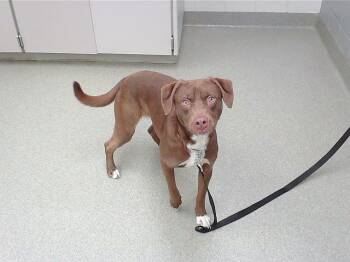 Labrador Retriever and Mixed Breed Dogs Available for Adoption - BLUE | PetCurious