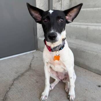 Kim -  Mixed Breed Dog for Adoption in Bend, Oregon - Kim | PetCurious