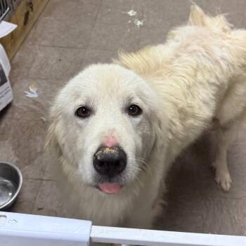 Lilypatch -  Great Pyrenees Dog for Adoption in Parrish, Alabama - Lilypatch | PetCurious