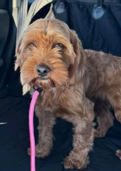 Sweet Caroline -  Cockapoo Dog for Adoption in Hamburg, New York - Sweet Caroline | PetCurious