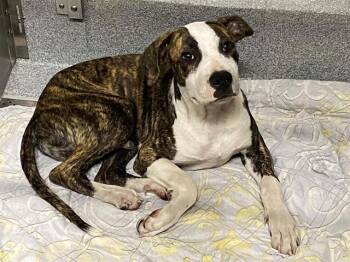 BRUNO -  Pit Bull Terrier and Mixed Breed Dog for Adoption in Tustin, California - BRUNO | PetCurious
