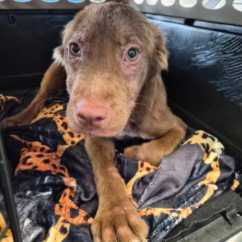 Harley -  Retriever Dog for Adoption in Montgomery, Alabama - Harley | PetCurious