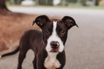 94289a Bowzer -  American Staffordshire Terrier and Mixed Breed Dog Available for Adoption in North Charleston, South Carolina - 94289a Bowzer | PetCurious