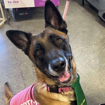 Rescue Belgian Shepherd Malinois Dogs for Adoption in San Diego, California - Gemma | PetCurious
