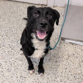 Peanut -  Collie and Labrador Retriever Dog for Adoption in Hattiesburg, Mississippi - Peanut | PetCurious