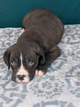 Cane Corso and Neapolitan Mastiff Dogs Available for Adoption in Baton Rouge, Louisiana - Mojo | PetCurious