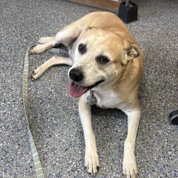Ellie -  Yellow Labrador Retriever Dog for Adoption in Charles City, Iowa - Ellie | PetCurious