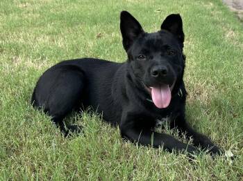 Rescue Chow Chow and Pit Bull Terrier Dogs for Adoption in Dripping Springs, Texas - Koda | PetCurious