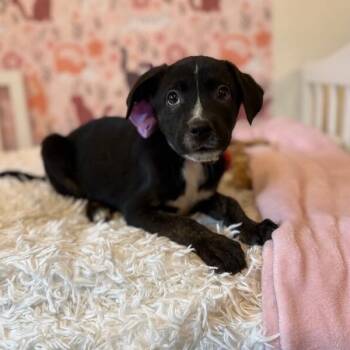 Border Collie and Australian Shepherd Dogs Available for Adoption - Brandy Old Fashioned Wisconsin | PetCurious