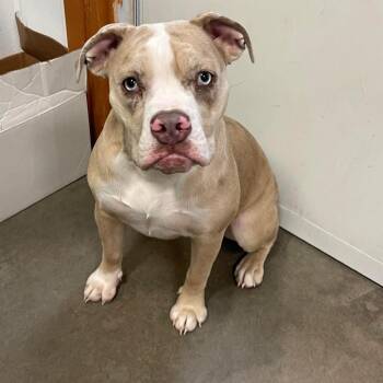 Rescue English Bulldog Dogs for Adoption in Park Falls, Wisconsin - Lacy | PetCurious