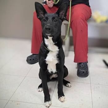 Mixed Breed Dogs Available for Adoption in New Cumberland, West Virginia - Tamera | PetCurious