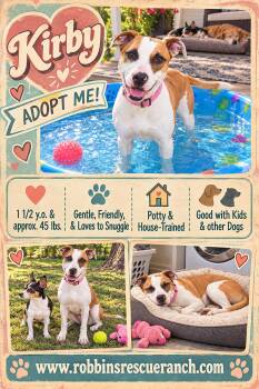 Kirby -  American Bully Dog for Adoption in Brenham, Texas - Kirby | PetCurious