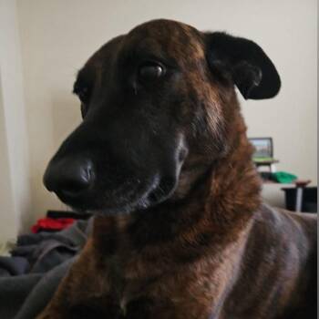 Chelsi & Juno -  Belgian Shepherd Malinois Dog for Adoption in Martinez, California - Chelsi & Juno | PetCurious