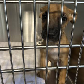 Georgia -  Mixed Breed Dog for Adoption in Greensboro, North Carolina - Georgia | PetCurious