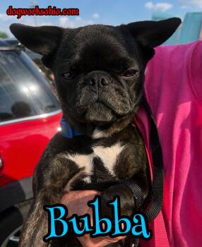 Bubba -  French Bulldog and Pug Dog for Adoption in Toledo, Ohio - Bubba | PetCurious