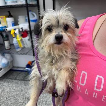 Mixed Breed Dogs Available for Adoption in Fredericksburg, Virginia - Poppy | PetCurious