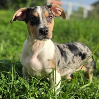 Sweet Pea -  Rat Terrier and Dachshund Dog for Adoption in Poinciana, Florida - Sweet Pea | PetCurious