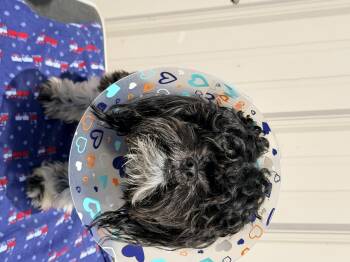 Shih Tzu Dogs Available for Adoption in Logan, Ohio - Odis | PetCurious