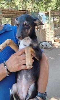 Colitas -  Beagle and Whippet Dog for Adoption in Ramona, California - Colitas | PetCurious