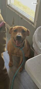 Ruby -  Labrador Retriever and Mixed Breed Dog for Adoption in West Memphis, Arkansas - Ruby | PetCurious