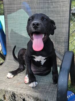 Rescue Staffordshire Bull Terrier Dogs for Adoption in Tracy City, Tennessee - Josie | PetCurious