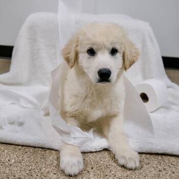 Charmin -  Great Pyrenees Dog for Adoption in Valparaiso, Indiana - Charmin | PetCurious