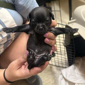 Chat -  Pug and Chihuahua Dog for Adoption in Austin, Texas - Chat | PetCurious