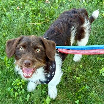 Dain -  Miniature Poodle and Dachshund Dog for Adoption in Minneapolis, Minnesota - Dain | PetCurious