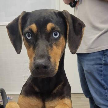Robin  22797 -  Terrier and Feist Dog for Adoption in Minneapolis, Minnesota - Robin  22797 | PetCurious