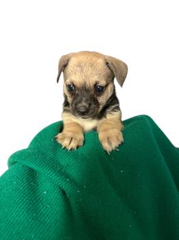 Rescue Chihuahua and Cocker Spaniel Dogs for Adoption in Sanford, North Carolina - Gabi | PetCurious