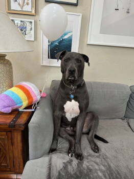 Rescue Pit Bull Terrier Dogs for Adoption in Denver, Colorado - Saranac - Aka "Snacks" (Courtesy) | PetCurious