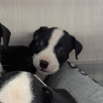 Crackle -  Mixed Breed Dog for Adoption in Bentonville, Arkansas - Crackle | PetCurious