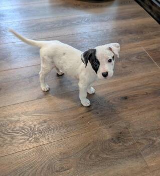 Boxer Dogs Available for Adoption in The Woodlands, Texas - Reagan | PetCurious