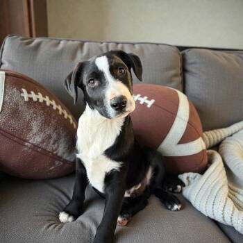 Border Collie and Terrier Dogs Available for Adoption - Tater | PetCurious