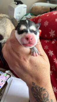Froyo -  Dachshund and Miniature Pinscher Dog for Adoption in Calgary, Alberta - Froyo | PetCurious