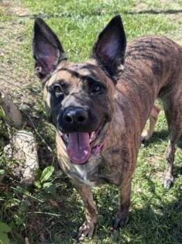 Ari Fiona -  Mixed Breed Dog Available for Adoption in West Chester, Pennsylvania - Ari Fiona | PetCurious